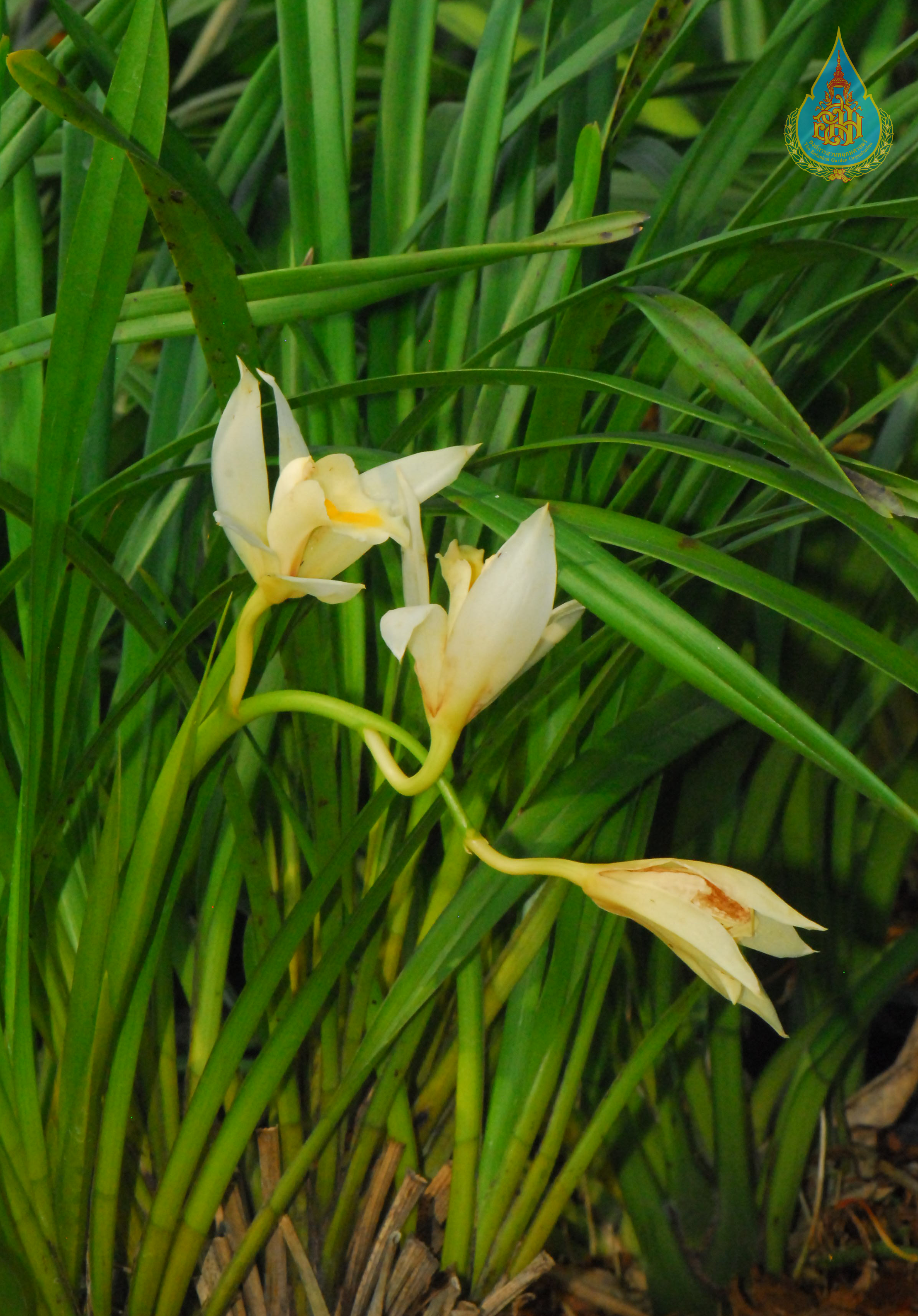 สิงโตปากนกกระทุง Bulbophyllum membranaceum Teijsm. & Binn.<br/>ORCHIDACEAE